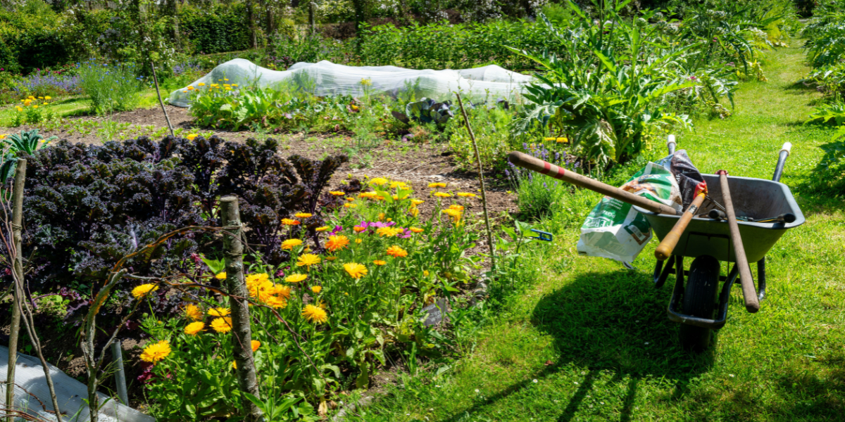 Colourful Allotment